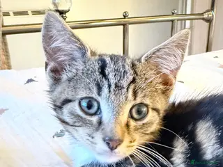 Domestic Shorthair cats Domestic Shorthair Tabby - Advert 16