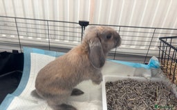 Mini Lop rabbits for sale: Adorable Mini Lop Bunny (vaccinated) - Image 5