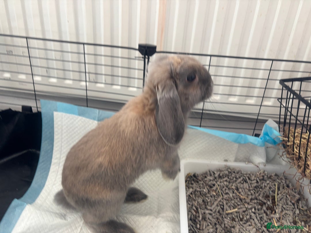 Mini Lop rabbits for sale: Adorable Mini Lop Bunny (vaccinated) - Image 5
