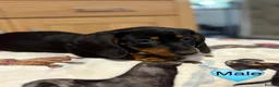Miniature Dachshund dogs for sale: Stunning Black and Tan smooth fur dachshund pups - Advert 18