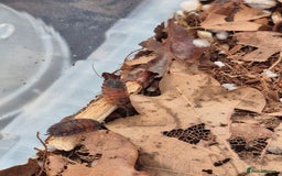 Mixed Breed invertebrates for sale: various isopod species - Image 1
