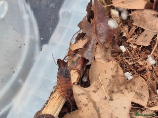 Mixed Breed invertebrates - Advert 11
