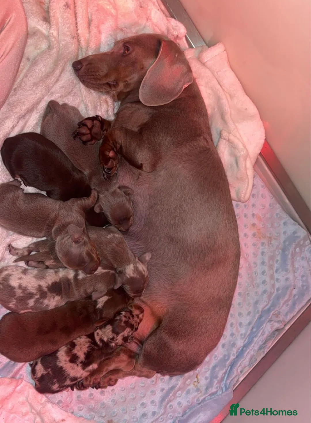 Miniature Dachshund dogs for sale: Minintute dachshund  - Advert 4