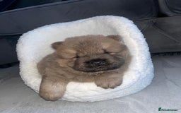 Chow Chow dogs for sale: CHOW CHOW PUPPIES  - Advert 6