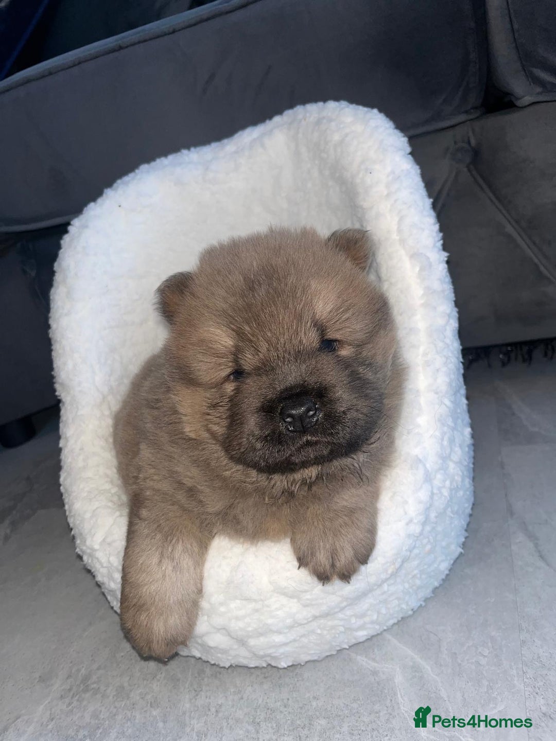 Chow Chow dogs for sale: CHOW CHOW PUPPIES  - Advert 6