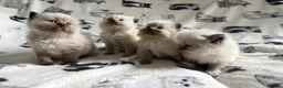 Ragdoll cats for sale: Beautiful Ragdoll Kittens 💎  - Advert 6