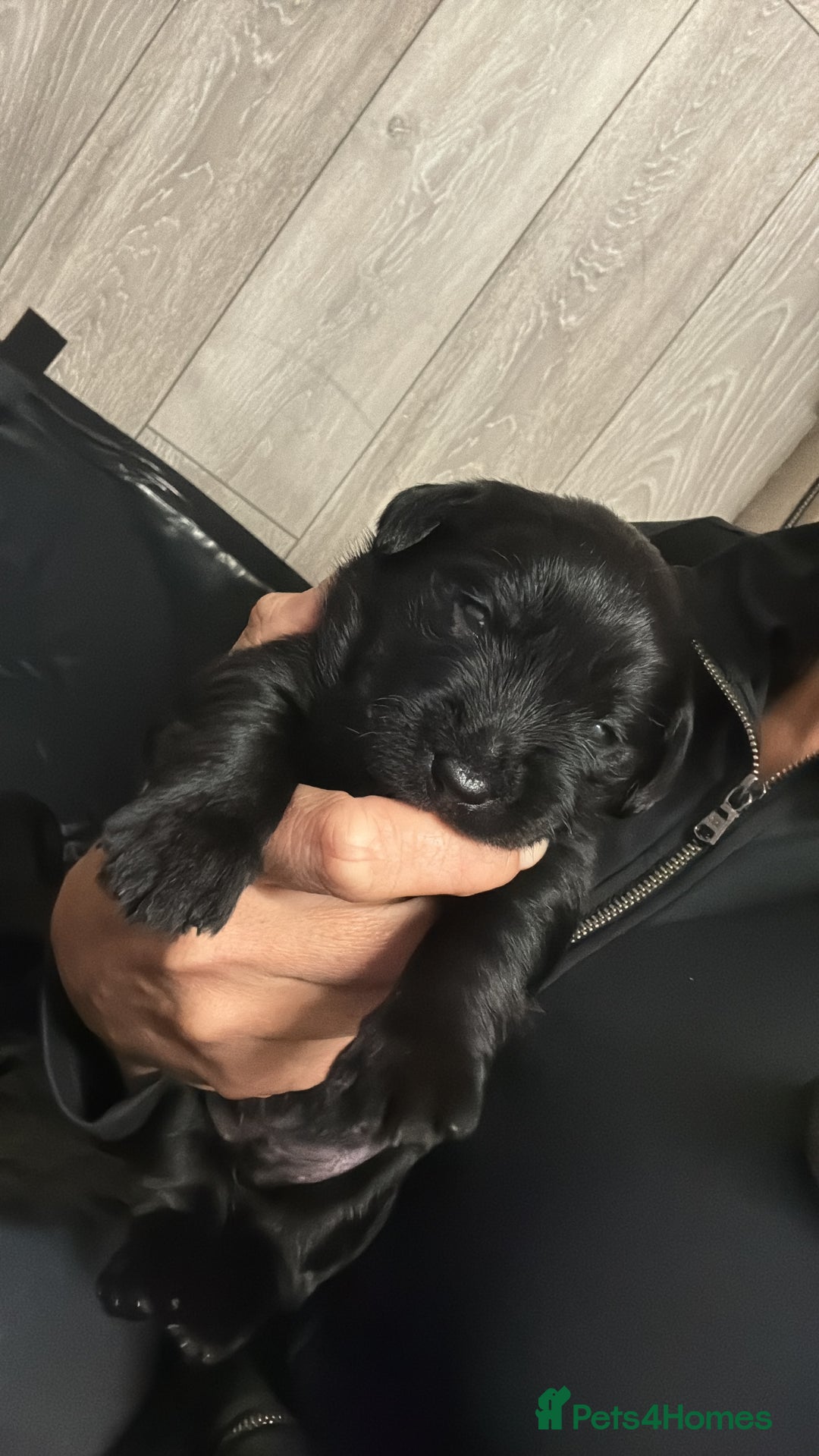 Labrador Retriever dogs for sale: black labradors - Image 5