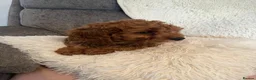 Cavapoo dogs for sale: Outstanding fox red cavapoo puppy - Advert 14