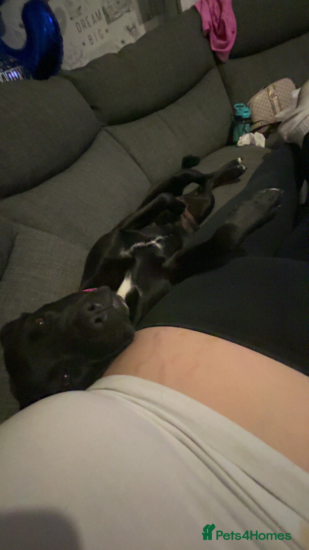 Staffordshire Bull Terrier dogs for sale: Staffy girl nearly 2 years old  - Image 3