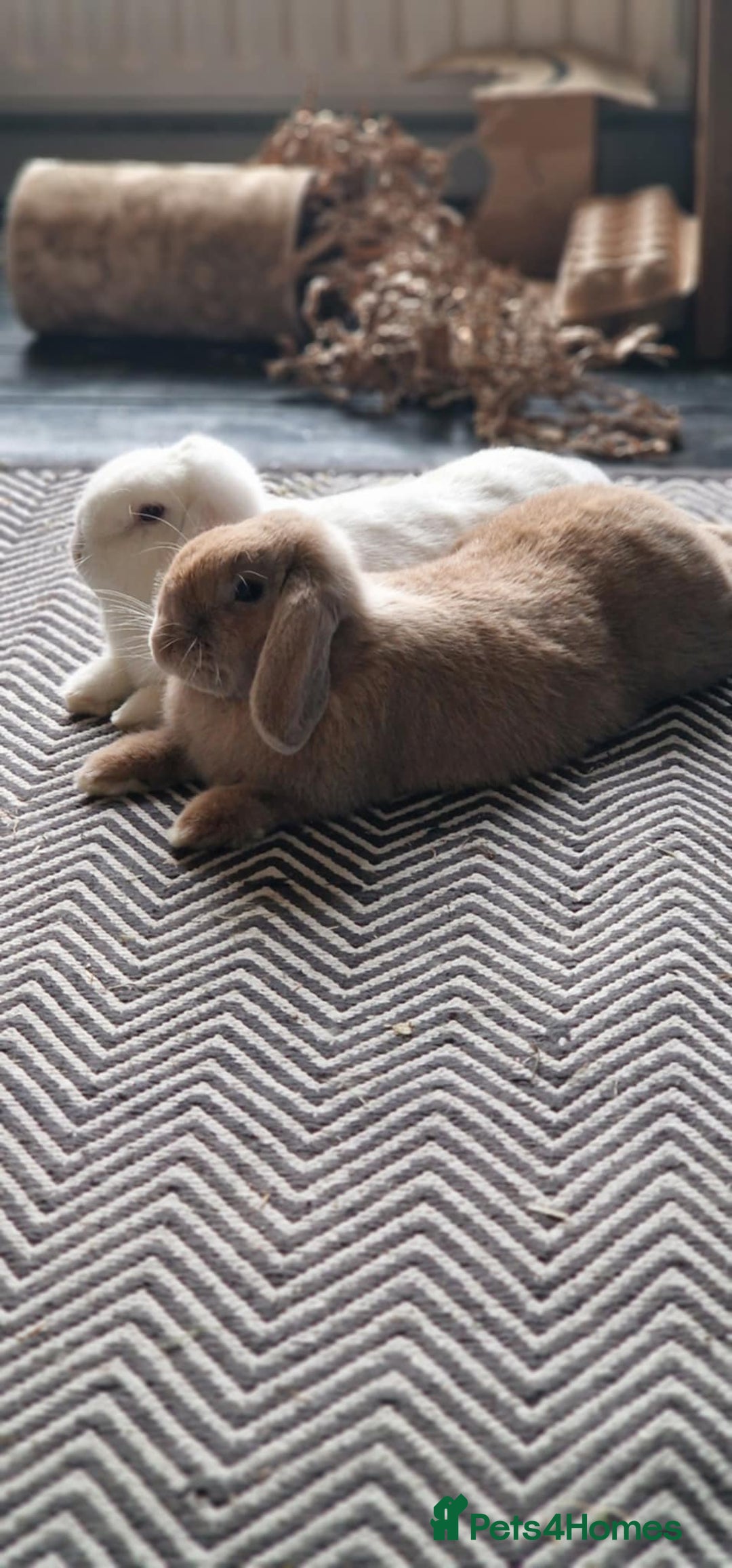 Mini Lop rabbits for sale: Two beautiful mini lops - Advert 3