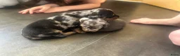 Miniature Dachshund dogs for sale: 7 gorgeous  dapple & isabella grey mini dachsunds  - Advert 12