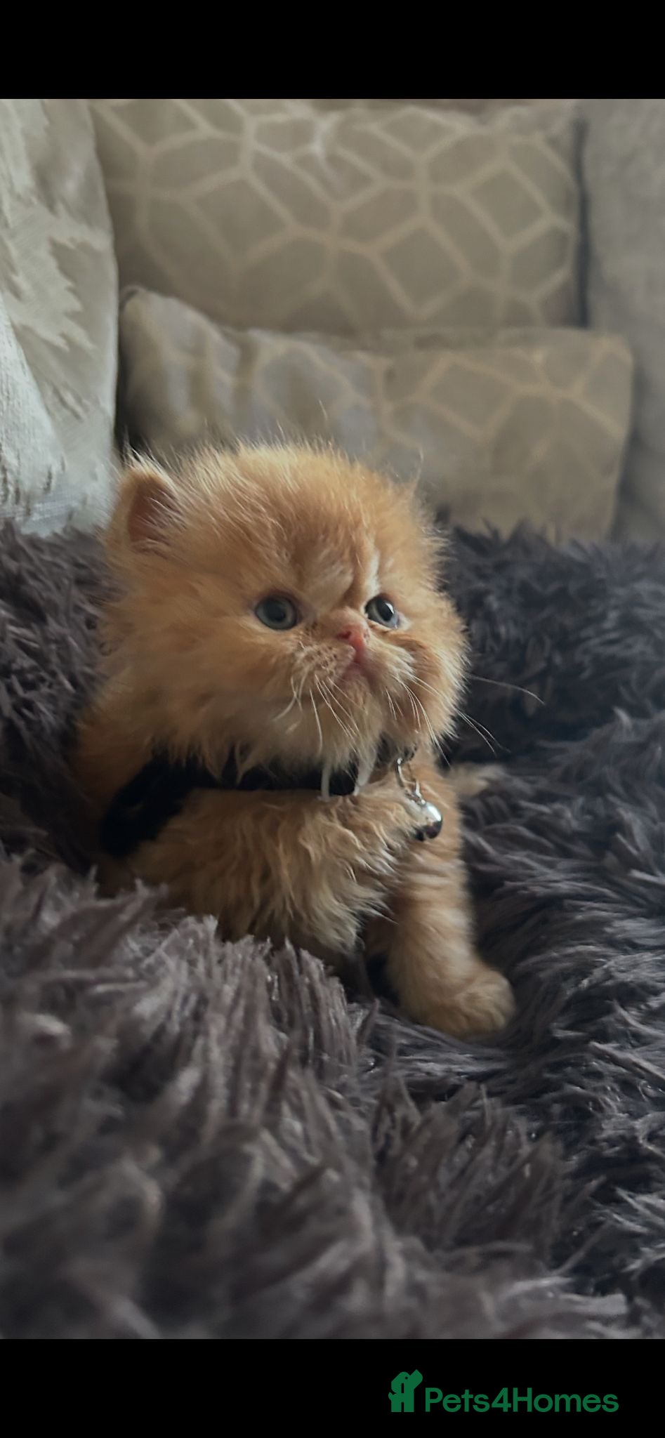 Persian cats Persian kittens looking for their forever home  - Advert 2