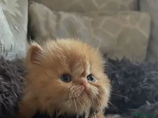 Persian cats Persian kittens looking for their forever home - Advert 2