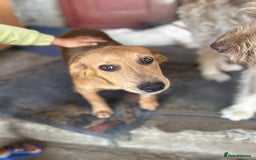 Mixed Breed dogs for adoption: THEO - a Superb Puppy Boy, for a Loving Home - Image 28