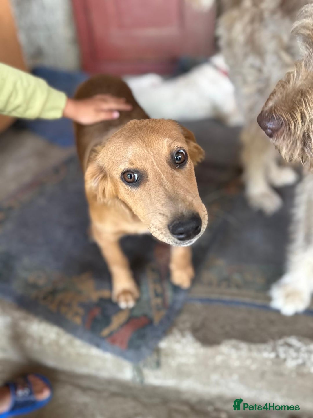 Mixed Breed dogs for adoption: THEO - a Superb Puppy Boy, for a Loving Home - Image 28