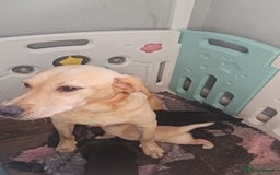 Mixed Breed dogs for sale: German sheperd x lab  - Advert 8