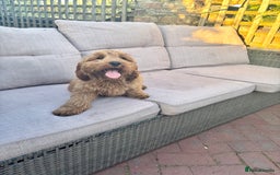Cockapoo dogs for sale: Gorgeous quality health checked F1 Cockapoos  in Market Drayton - Image 20