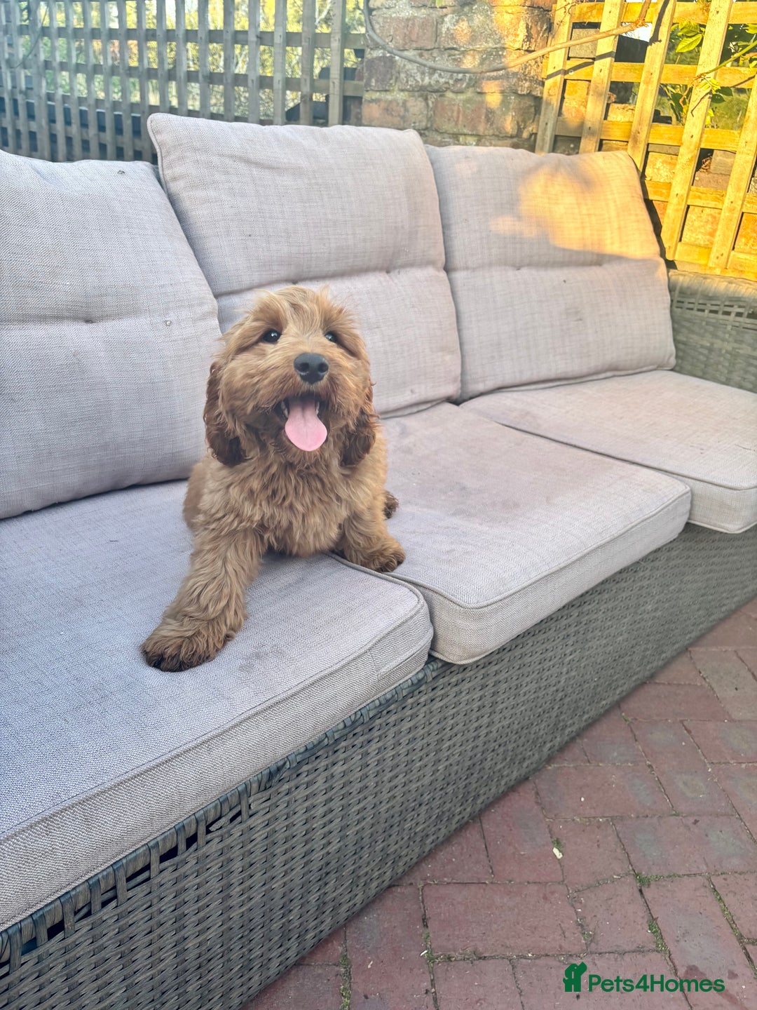 Cockapoo dogs for sale: Gorgeous quality health checked F1 Cockapoos  in Market Drayton - Image 20