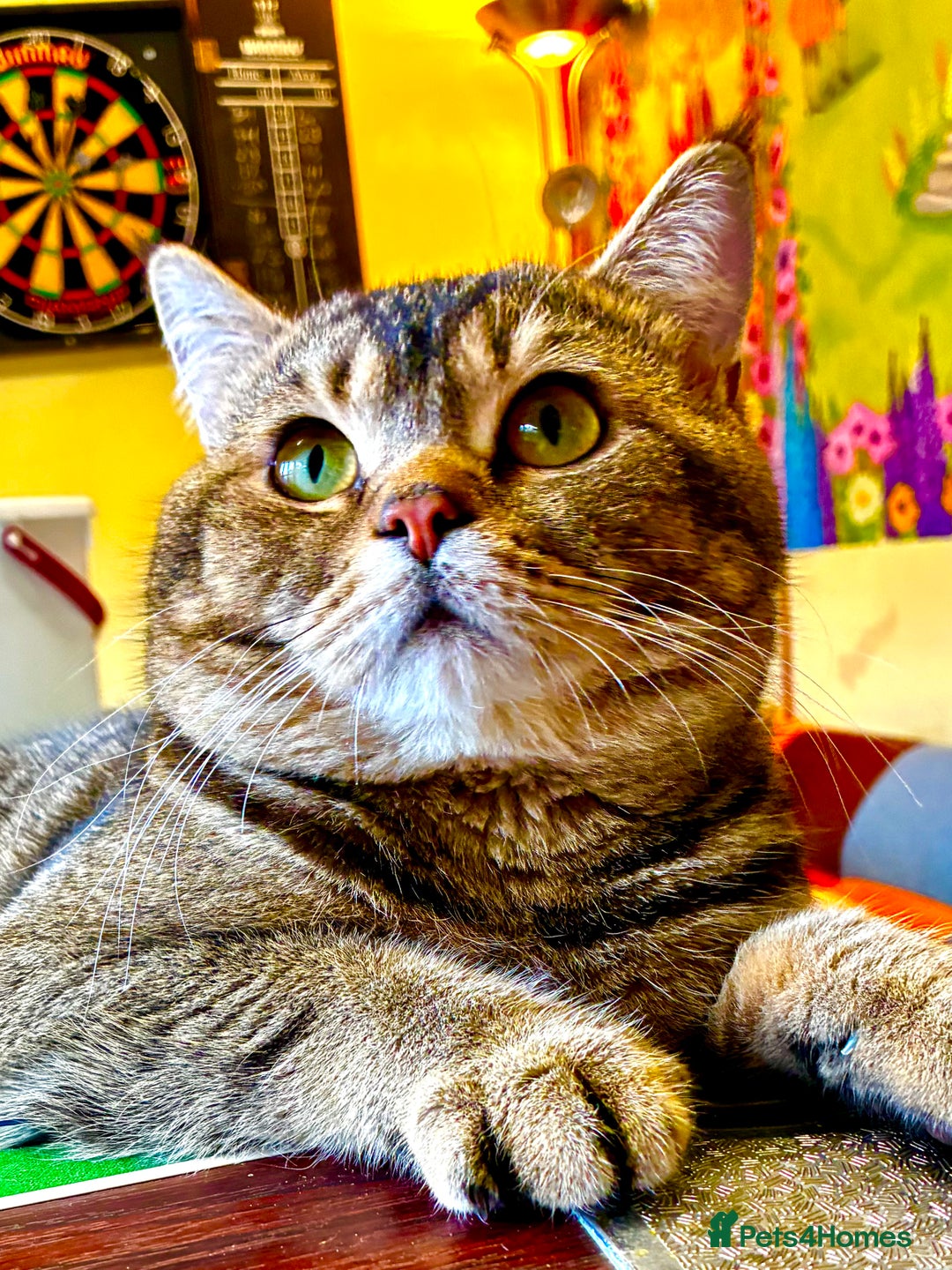 Scottish Fold cats for stud: Scottish Fold Black Gold - Advert 5