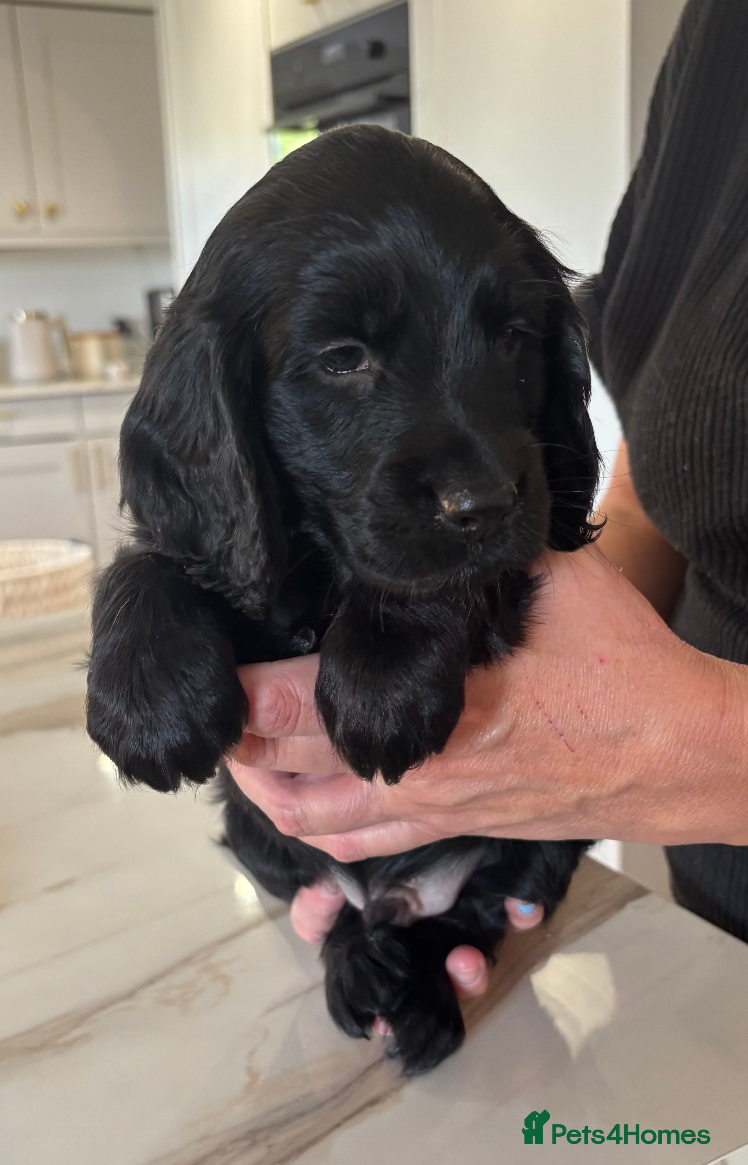 Cocker Spaniel dogs Kennel Club Registered Cocker Spaniel boy puppies. - Advert 2