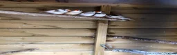 Finches birds for sale: Young zebra finches for sale - Advert 4