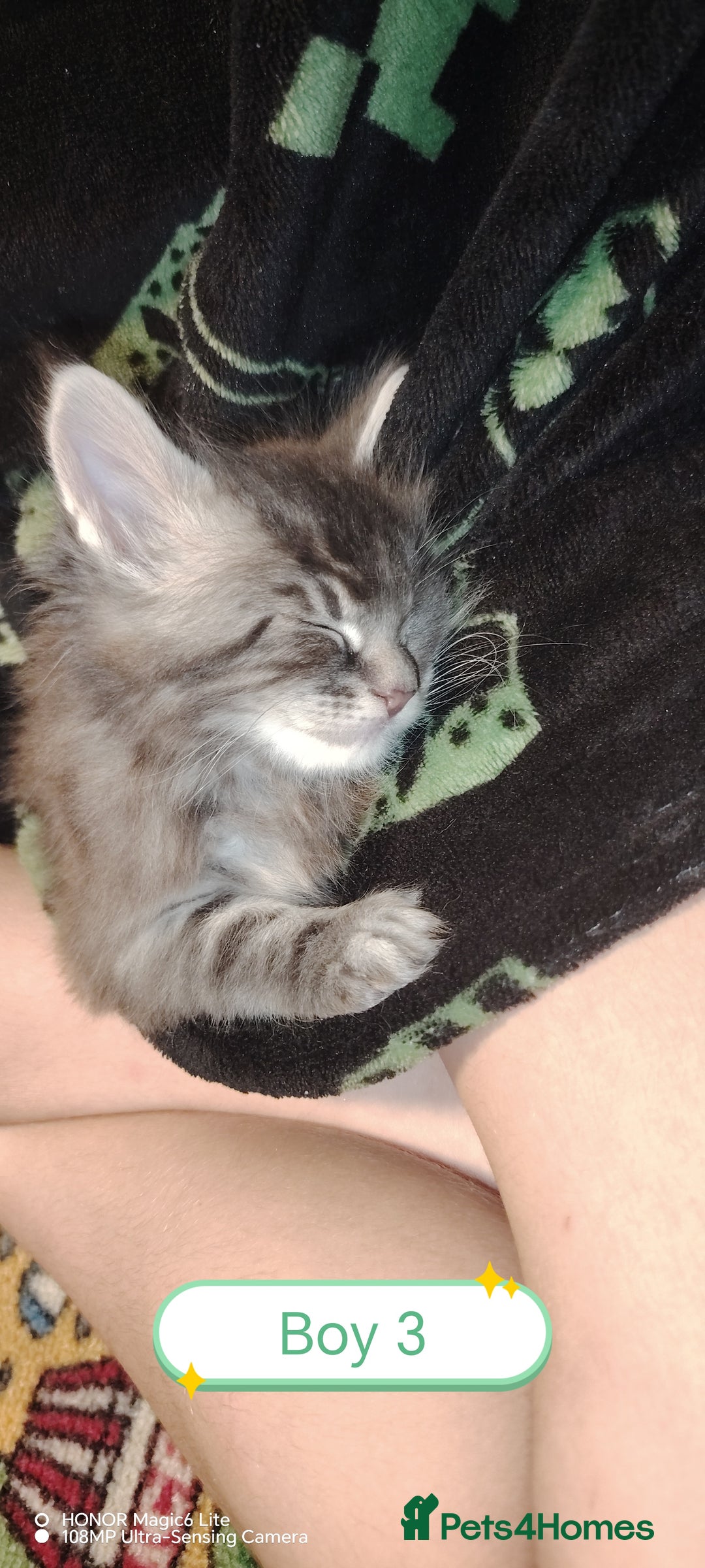 Maine Coon cats for sale: Beautiful Maine Coon kittens 💖💙🐱 - Advert 14