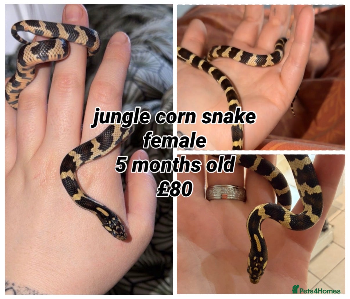 Corn Snake reptiles multiple snakes available  - Advert 4