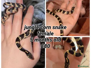 Corn Snake reptiles multiple snakes available - Advert 4