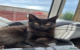 Maine Coon cats for sale: X Maine coon kits - Image 23