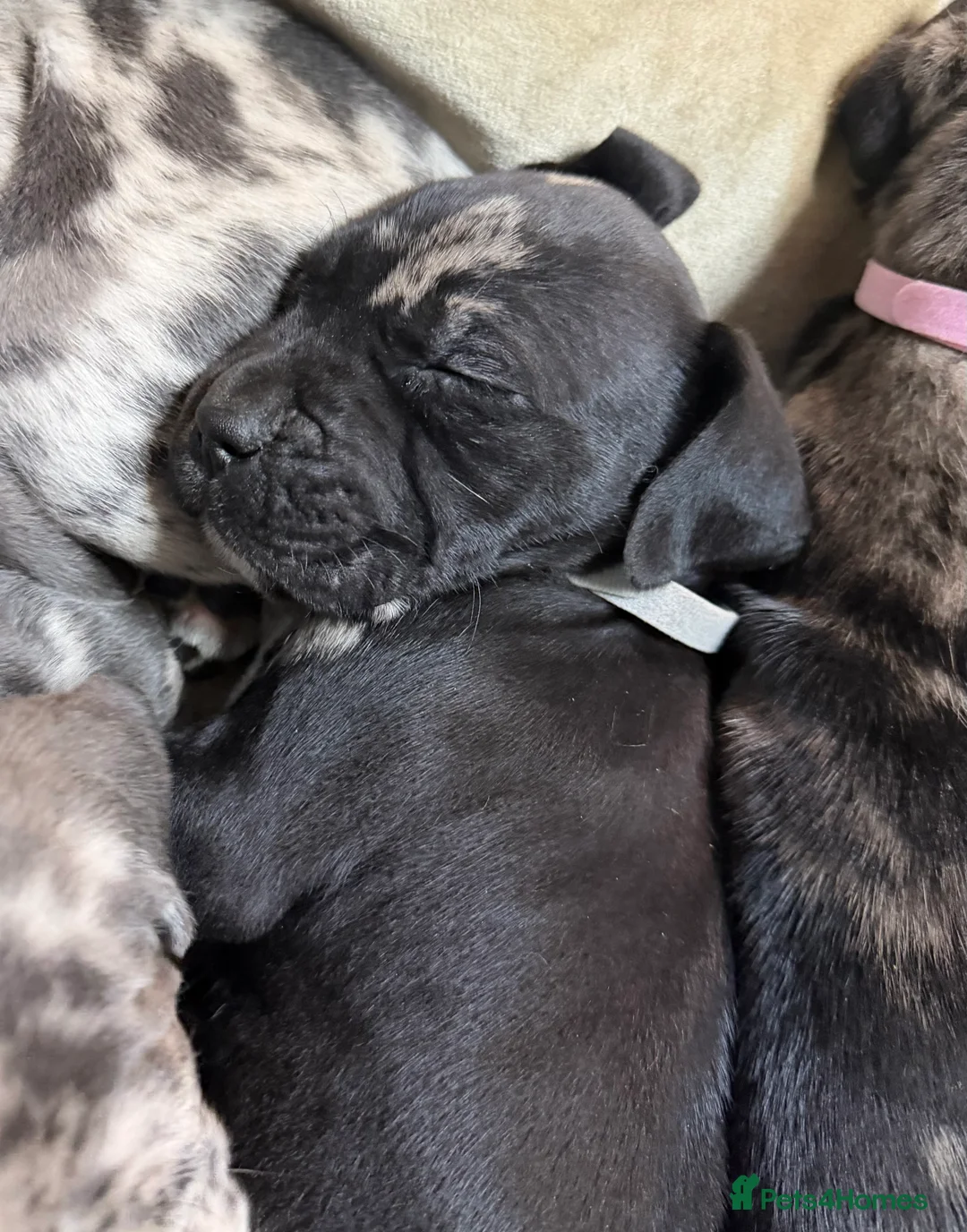 Cane Corso dogs for sale: Nearly ready * Beautiful chunky Cane Corso litter* - Advert 22