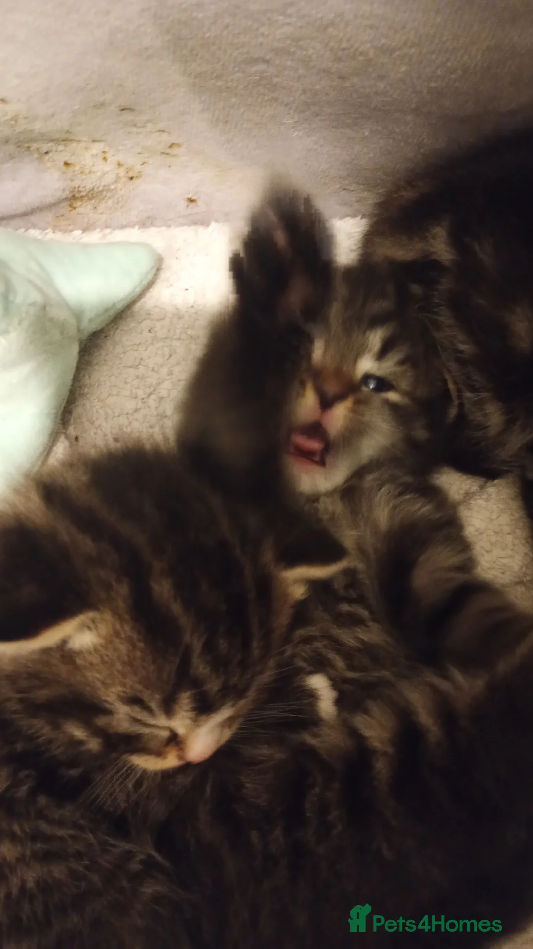 Mixed Breed cats for sale: 2x gorgeous male tabbys in Pulborough - Advert 9