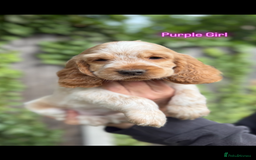 Cocker Spaniel dogs for sale: Last boy! Top quality show-type Cocker Spaniels! in Leicester - Image 24