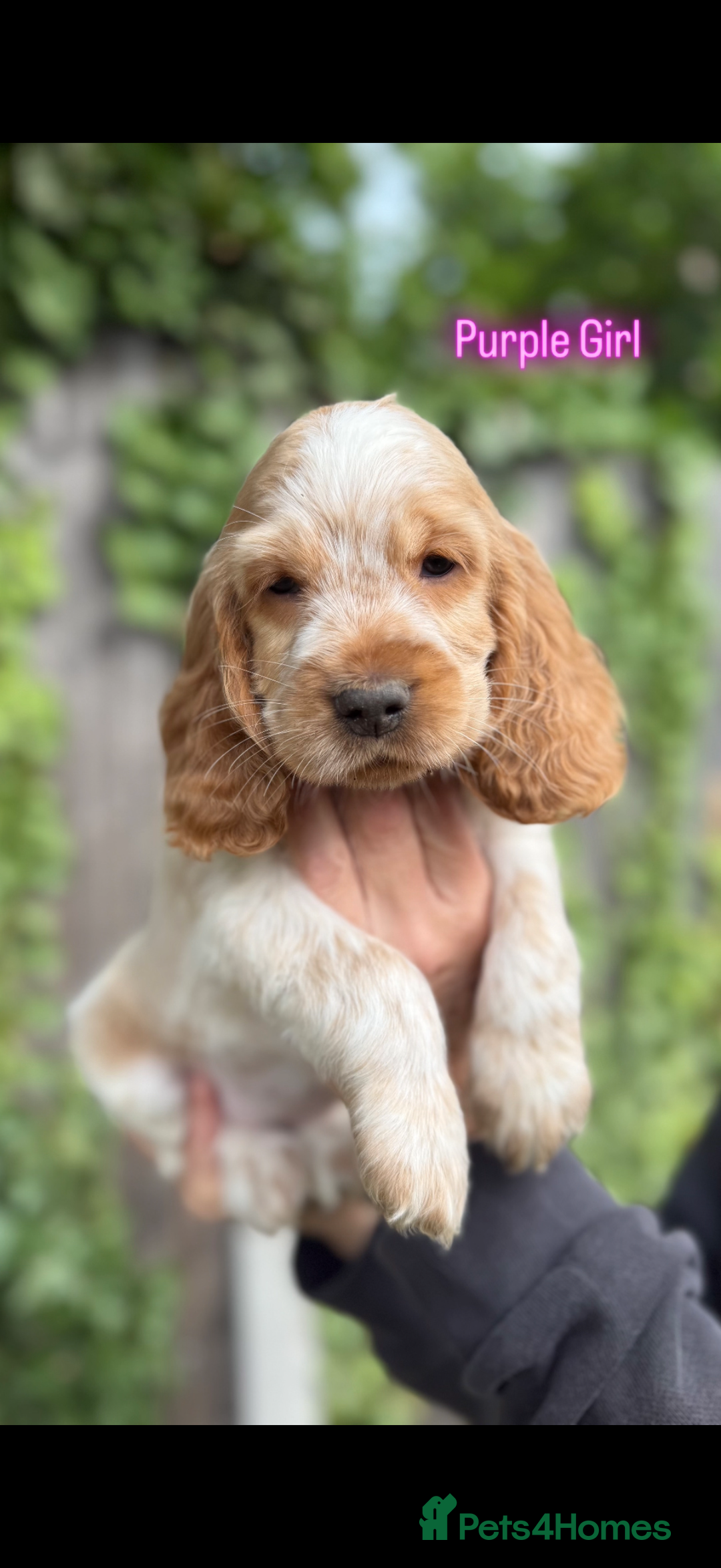 Cocker Spaniel dogs for sale: Last boy! Top quality show-type Cocker Spaniels! in Leicester - Image 24