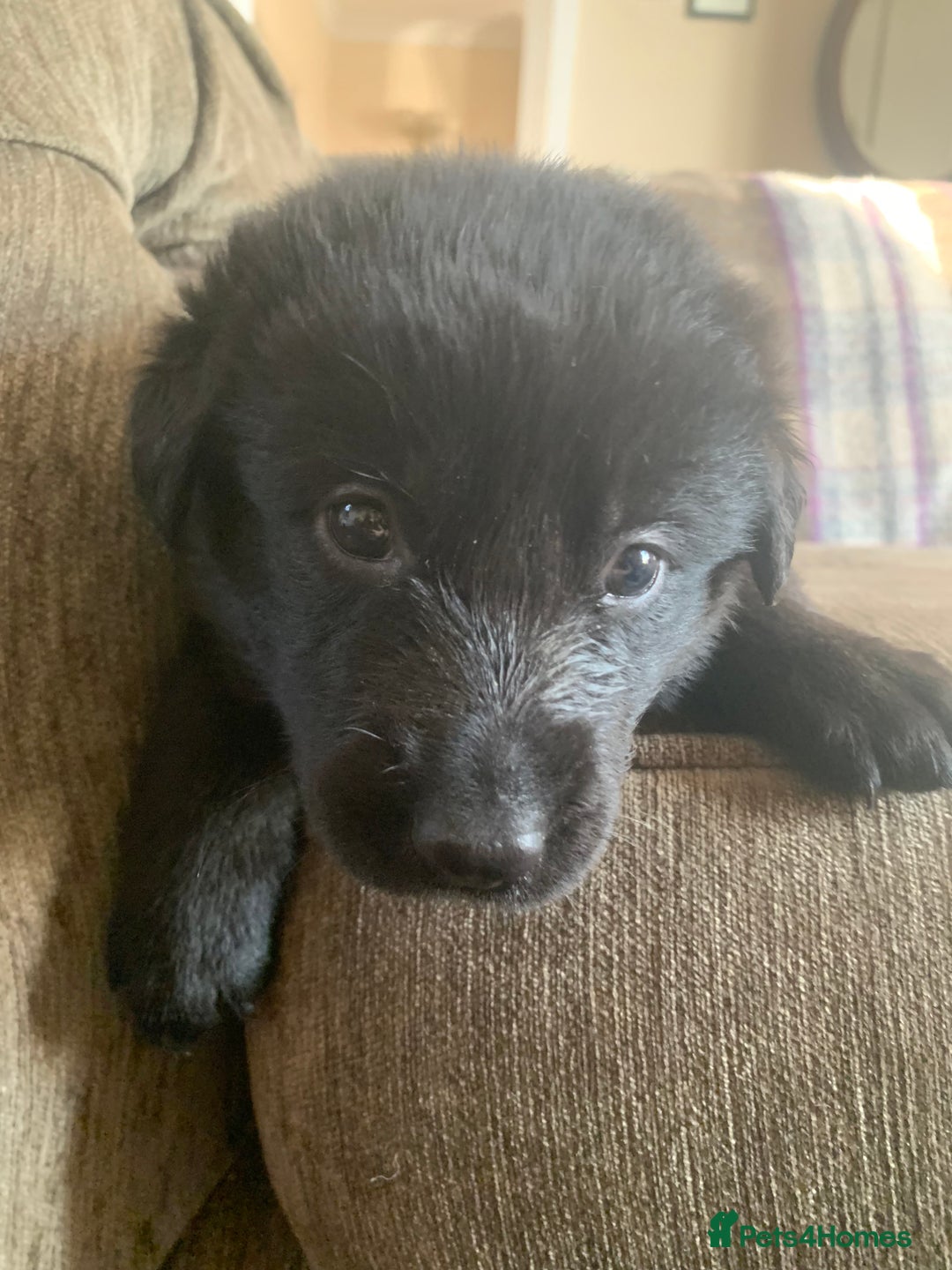 Mixed Breed dogs for sale: Labrador x German Shepard puppies - Image 5