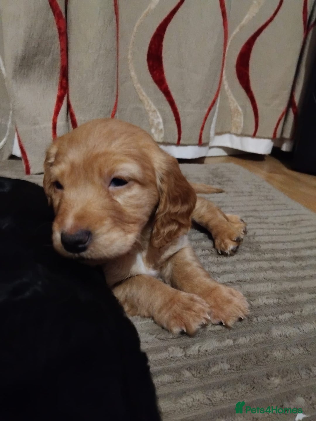 Cocker Spaniel dogs for sale: KC Registered Working Cocker Spaniel  - Advert 25