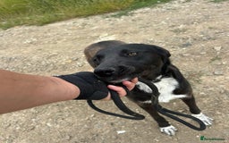 Mixed Breed dogs for adoption: Bethany -Norwich Norfolk  - Image 8