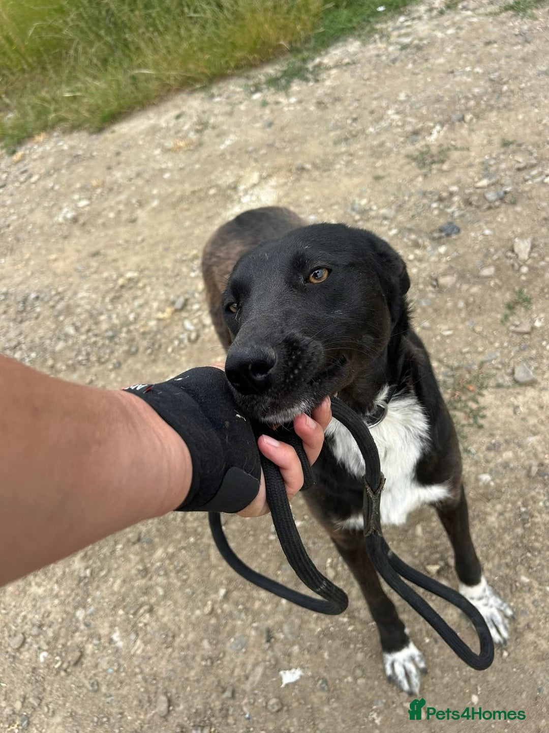 Mixed Breed dogs for adoption: Bethany -Norwich Norfolk  - Image 8