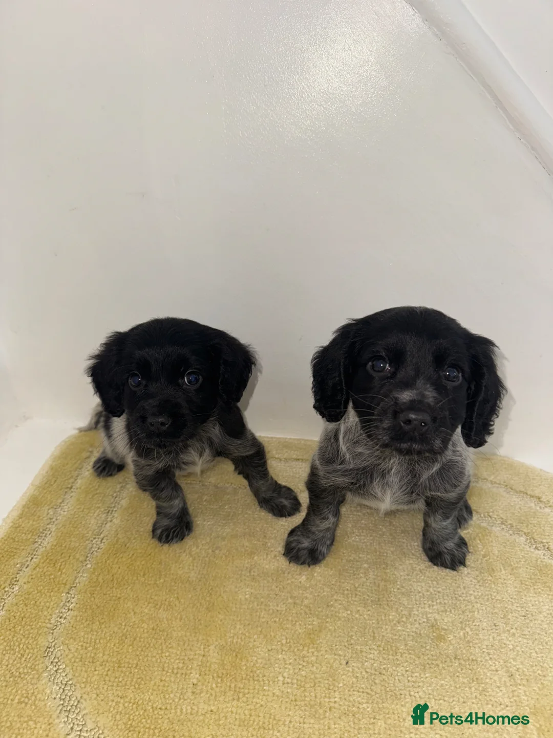 Cocker Spaniel dogs for sale: Cocker spaniel puppies for sale!  in Bishop Auckland - Advert 8