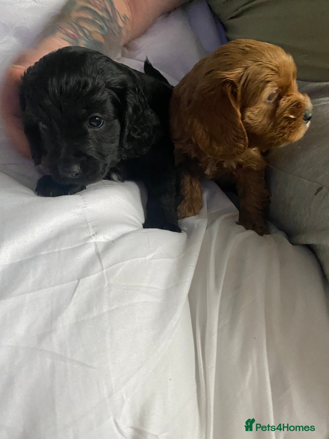 Cavapoo dogs for sale: Stunning cavapoo pups  - Advert 6