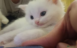 Mixed Breed cats for sale: Adorable Kittens looking for Their Forever Home - Image 9