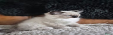 Ragdoll Kitten 4