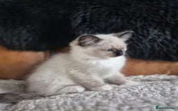 Ragdoll cats for sale: Quality Ragdoll Kittens - Image 2