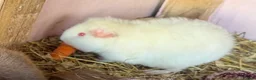 Guinea Pig rodents for sale: Baby guinea pigs. Also young sows and boys  - Advert 6