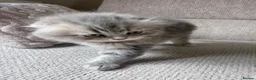 Scottish Fold cats for sale: Beautiful Scottish Fold Kittens 🐾 in Huntingdon - Advert 20