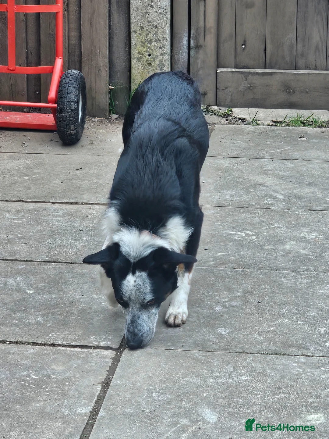 Border Collie dogs for sale: Border collie for rehome - Advert 1