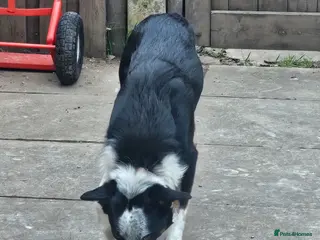 Border Collie dogs Border collie for rehome - Advert 1