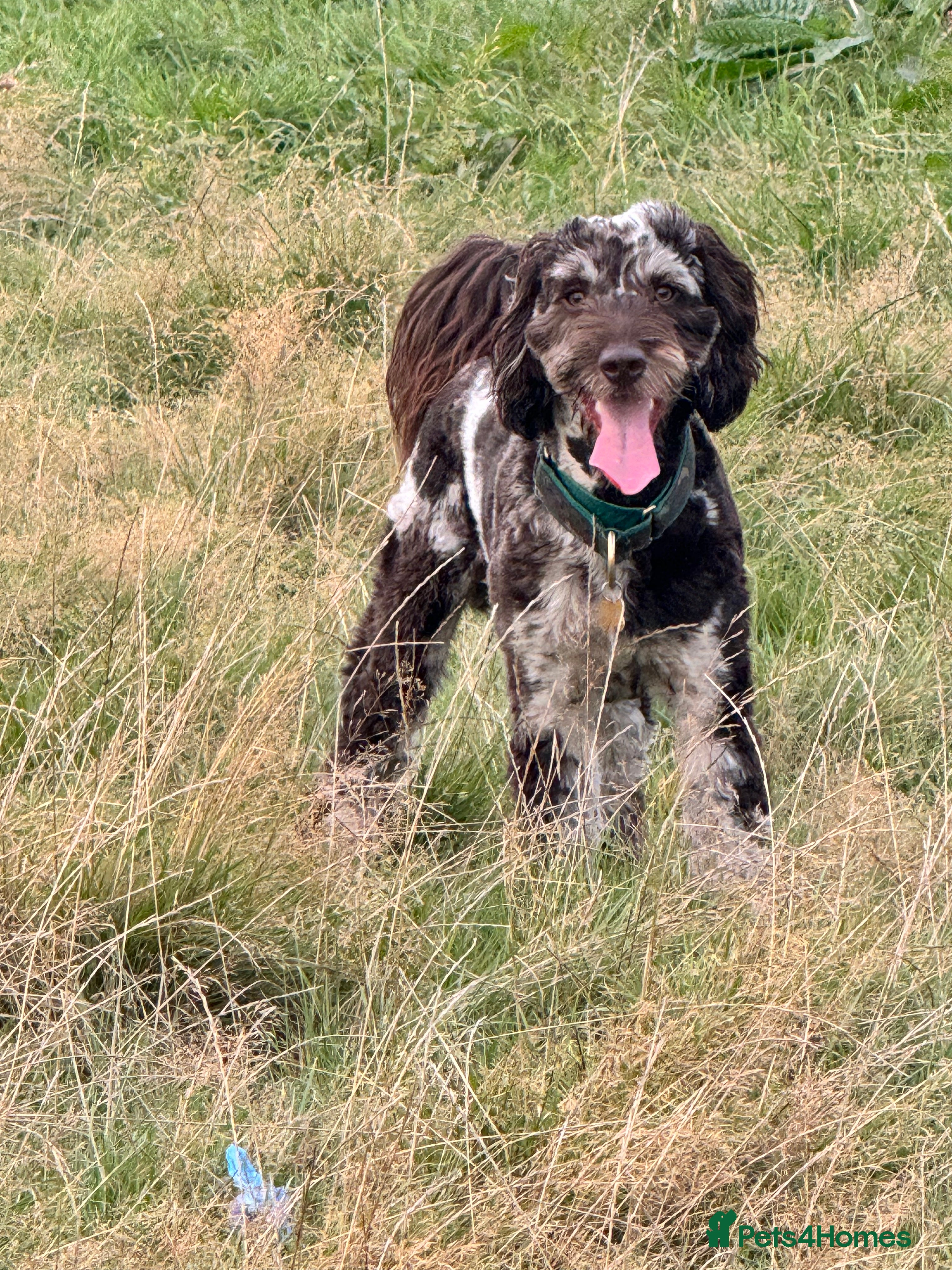 Cockapoo dogs Multigen Harlequin Merle Cockapoo at Stud in Manchester - Advert 3