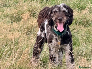 Cockapoo dogs for stud in Manchester - Advert 1