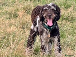 Cockapoo dogs Multigen Harlequin Merle Cockapoo at Stud in Manchester - Advert 1