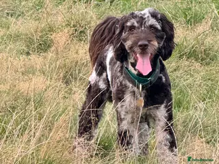 Cockapoo dogs Multigen Harlequin Merle Cockapoo at Stud in Manchester - Advert 10